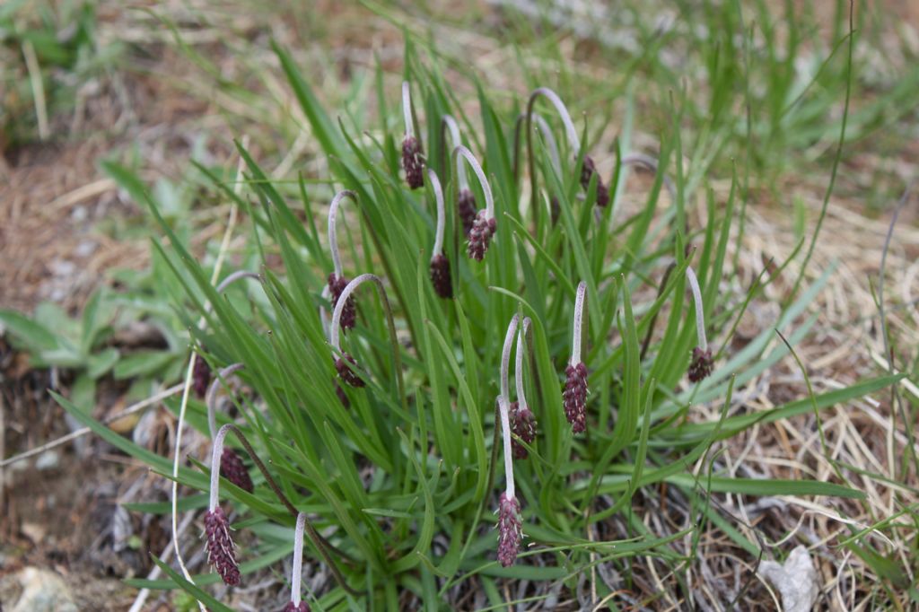 Plantago alpina / Piantaggine delle Alpi