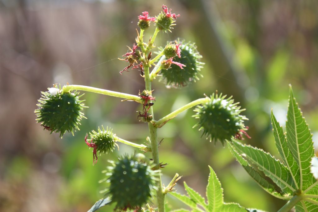 Ricinus communis