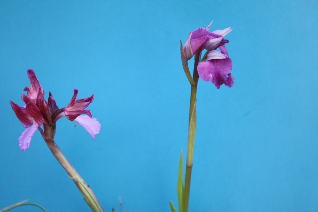 IBRIDO  A.papilionacea x L. neglecta