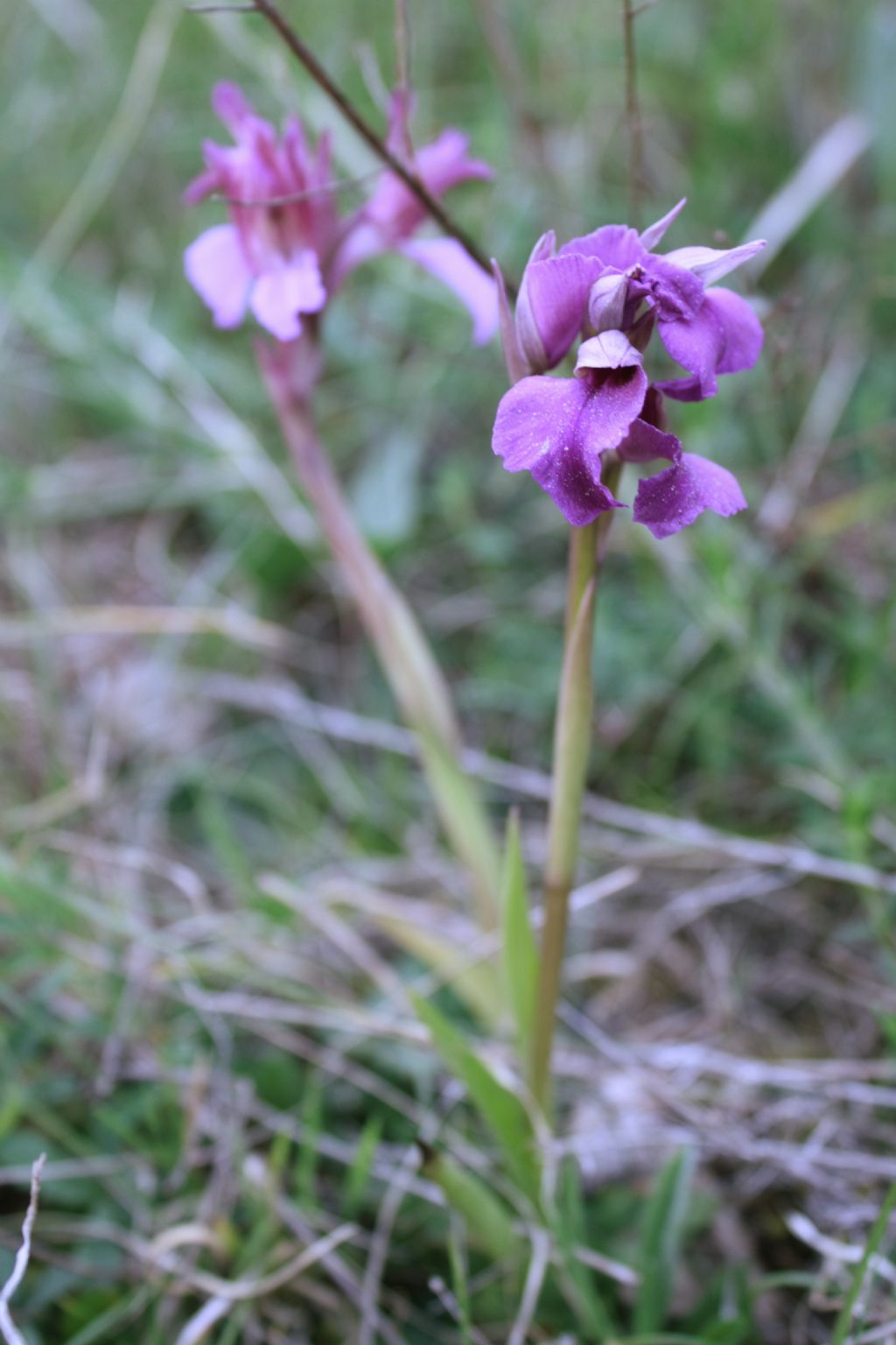 IBRIDO  A.papilionacea x L. neglecta