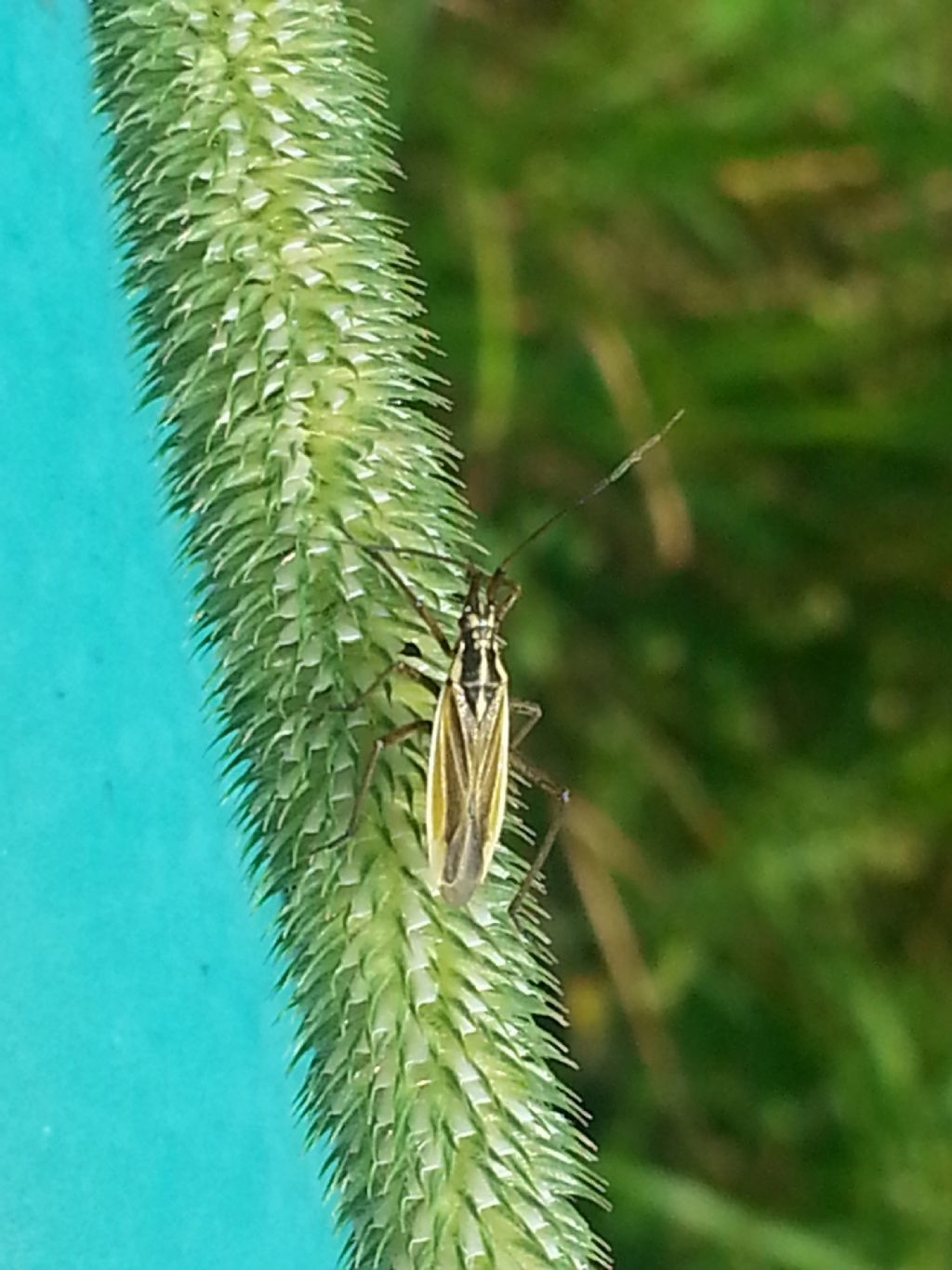 su Phleum pratense: Leptopterna dolabrata, maschio (Miridae)