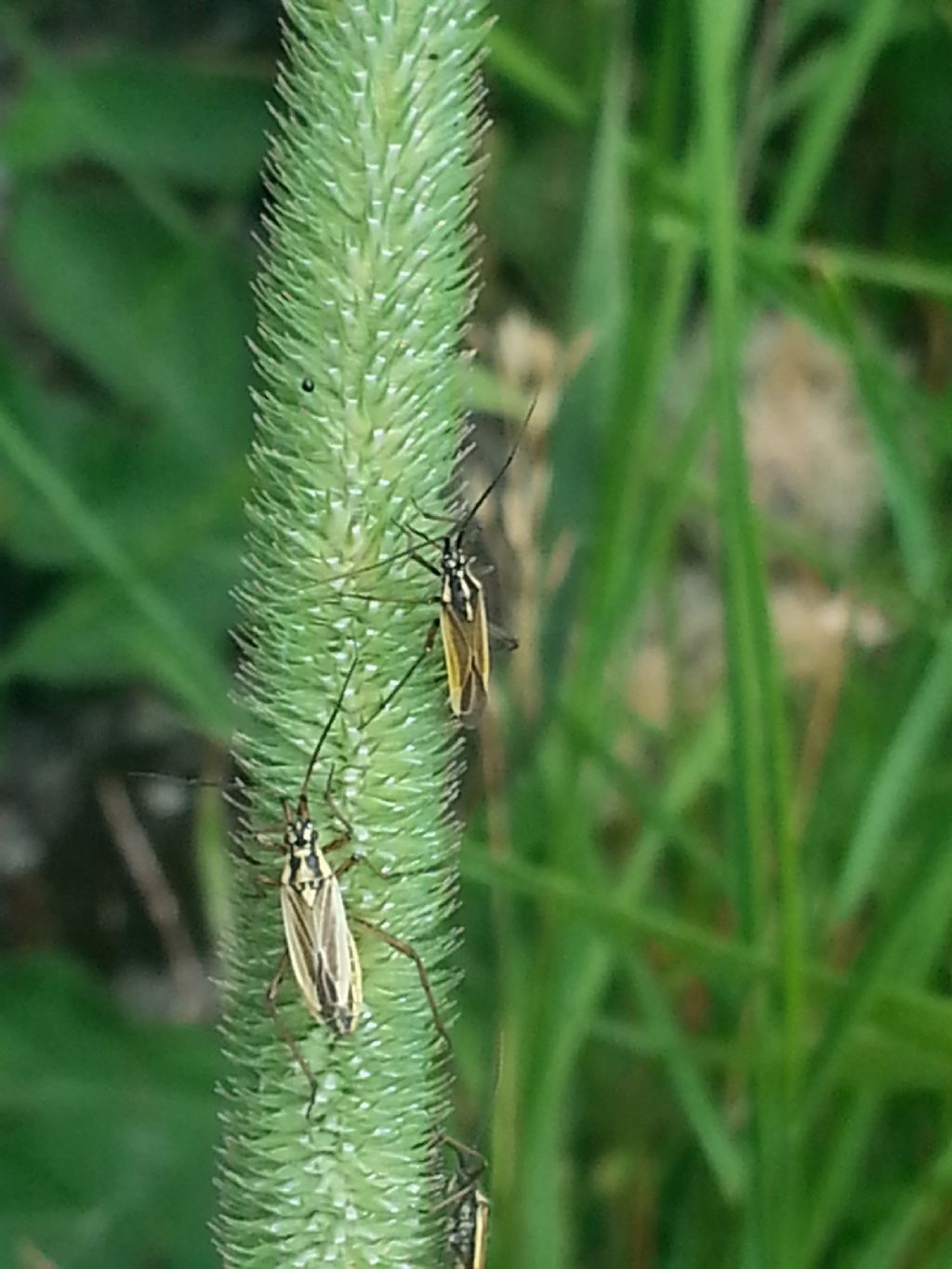 su Phleum pratense: Leptopterna dolabrata, maschio (Miridae)