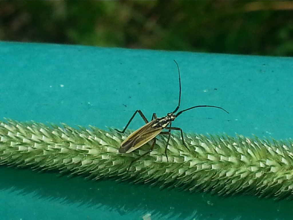 su Phleum pratense: Leptopterna dolabrata, maschio (Miridae)