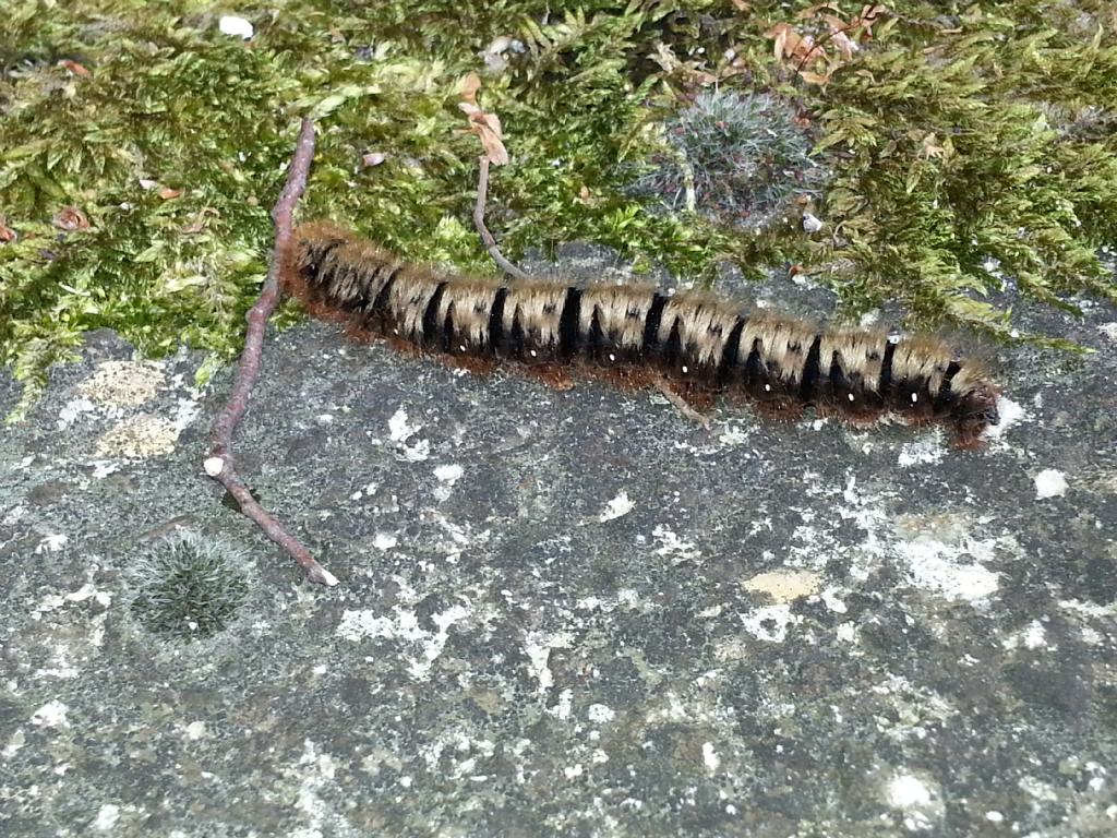 Bruco di lepidottero sconosciuto - Lasiocampa (Lasiocampa) quercus, Lasiocampidae