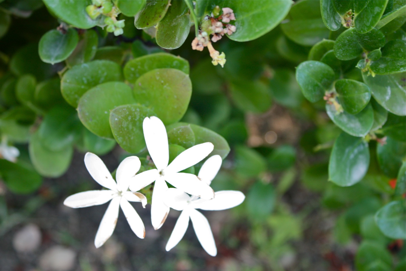 Carissa macrocarpa (Eckl.) A.DC. APOCYNACEAE