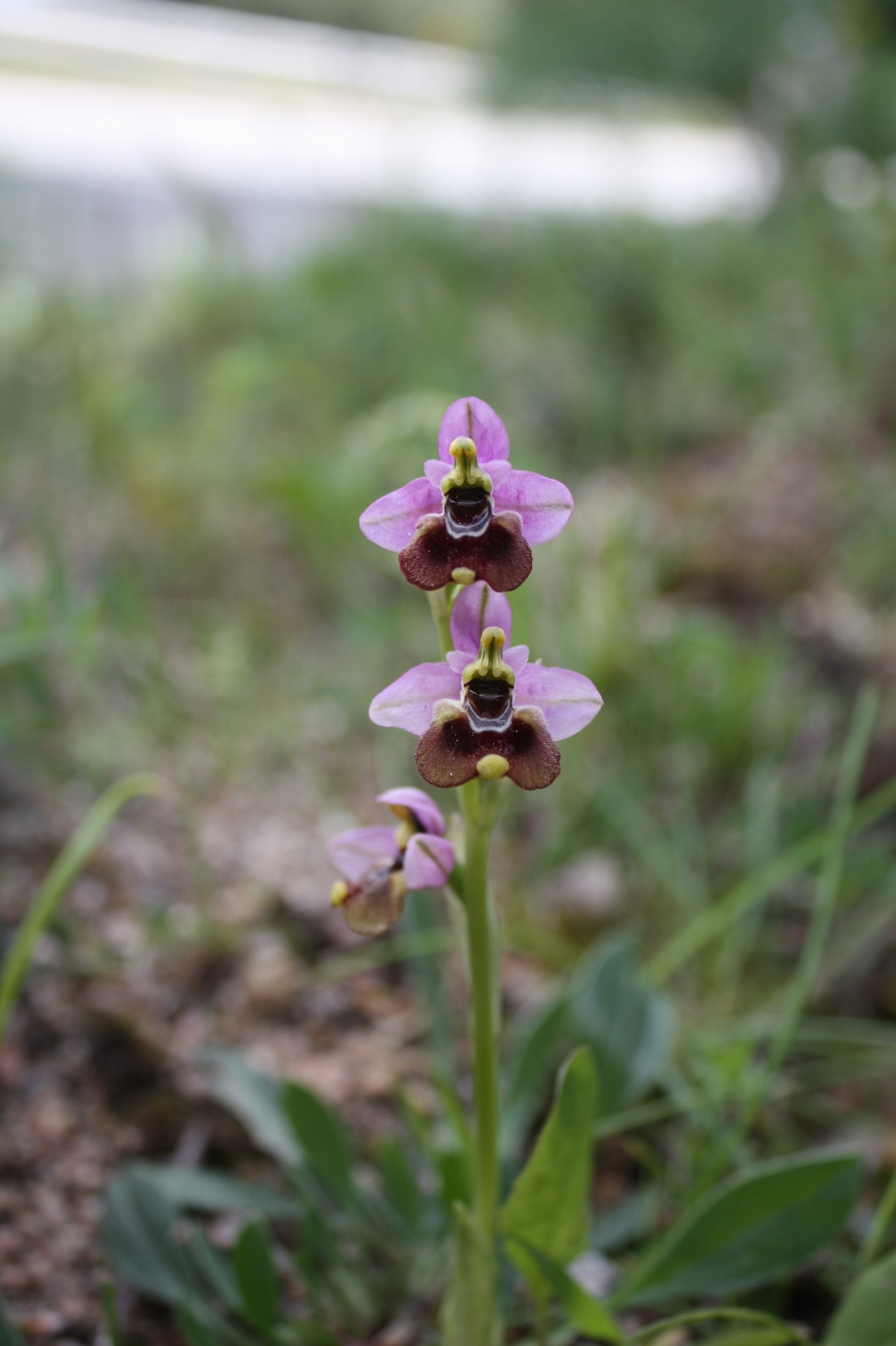 Ophrys tenthredinifera subsp. aprilia