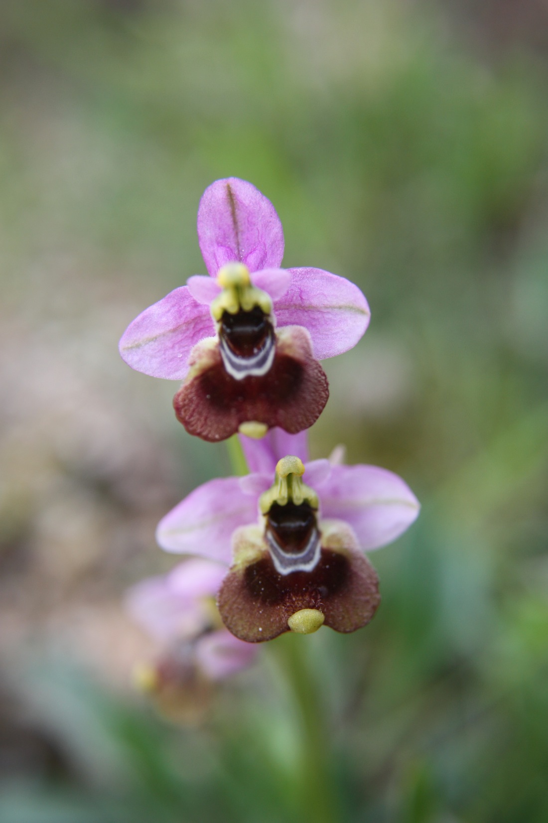 Ophrys tenthredinifera subsp. aprilia