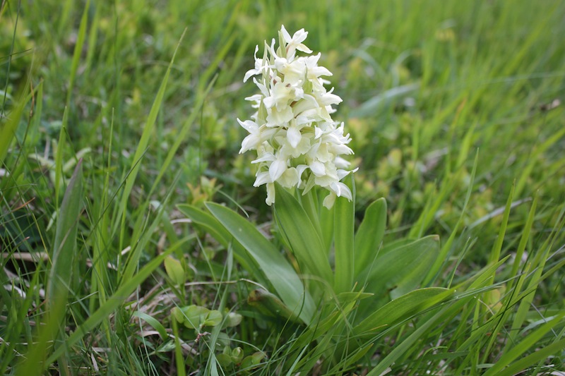 Dactylorhiza sambucina bianca