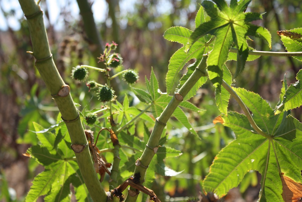 Ricinus communis