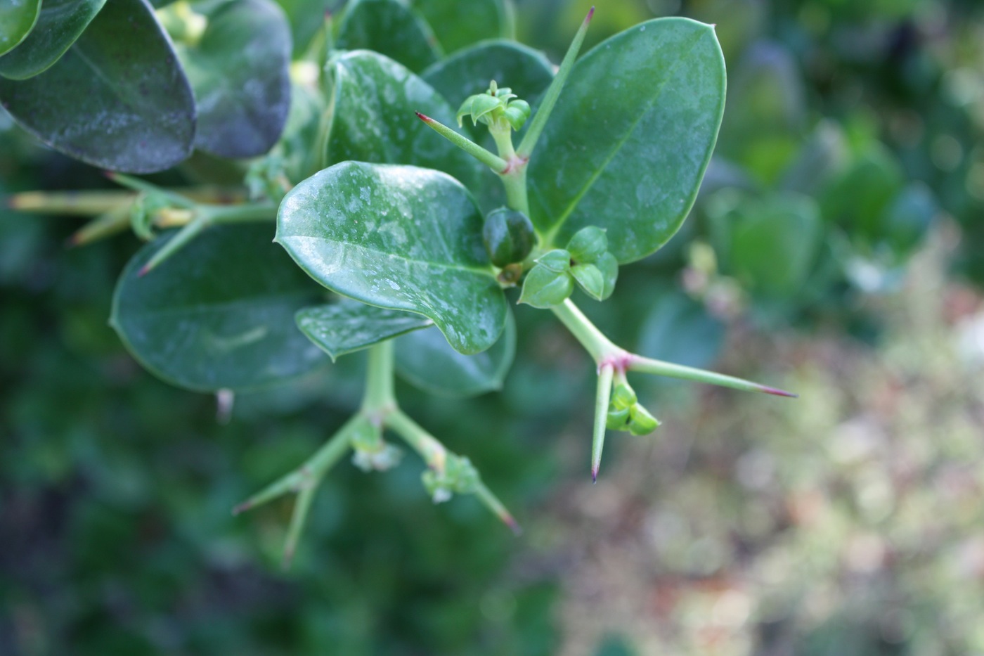 Carissa macrocarpa (Eckl.) A.DC. APOCYNACEAE