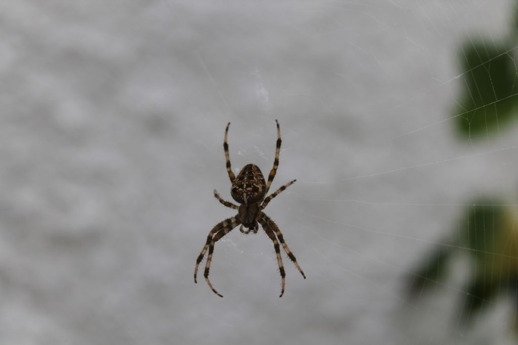 Araneus diadematus - Grosseto (GR)