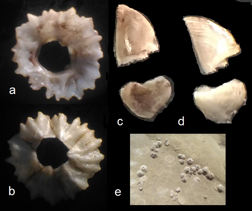 Chthamalus stellatus (Poli, 1791)