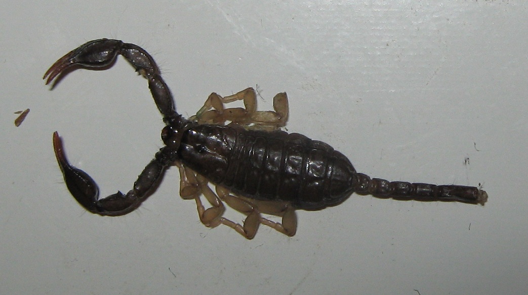 Euscorpius flavicaudis - Rocca Priora (Roma)