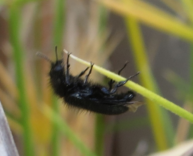 insetto peloso.. Enicopus sp.