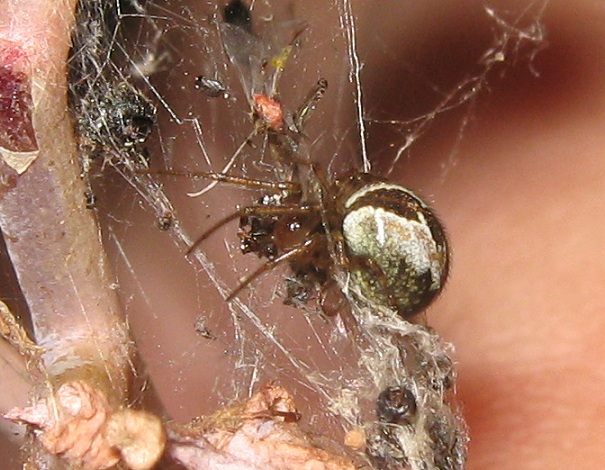 Kochiura aulica (Theridiidae)- Roma