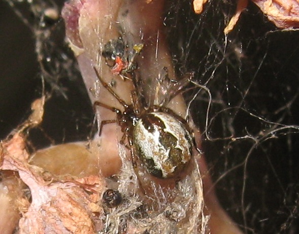 Kochiura aulica (Theridiidae)- Roma