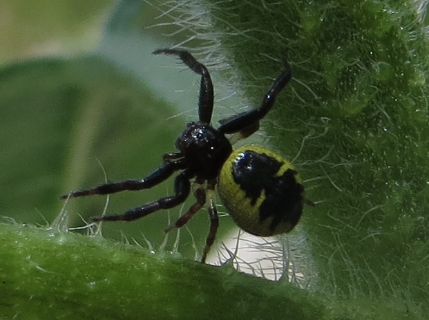 Synema globosum  - Roma (RM)