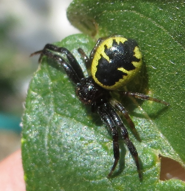 Synema globosum  - Roma (RM)