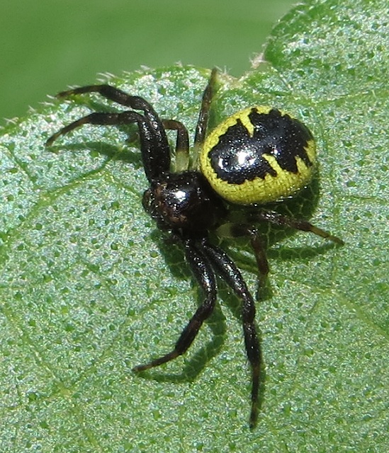 Synema globosum  - Roma (RM)