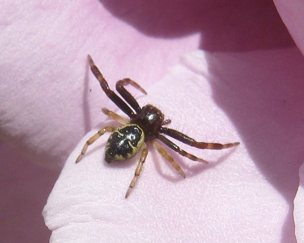 Synema globosum  - Roma (RM)