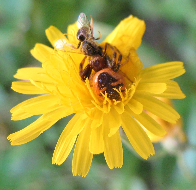 Synema globosum  - Roma (RM)