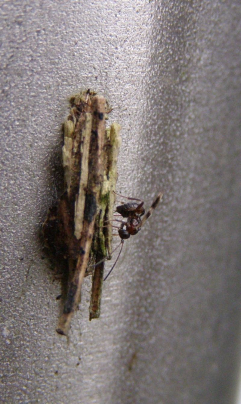 Braconidae od Ichneumonidae su Psychidae