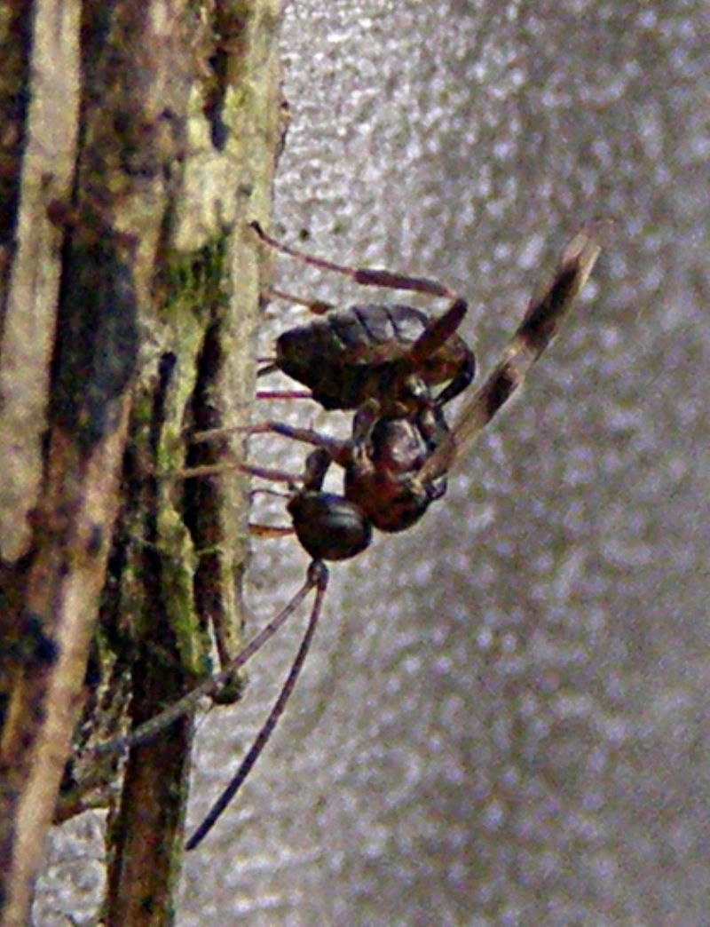 Braconidae od Ichneumonidae su Psychidae