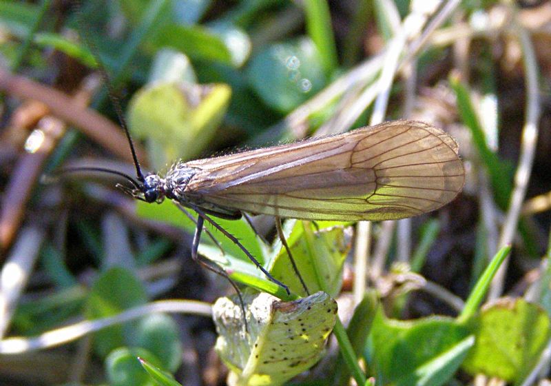 Tricottero limnephilidae