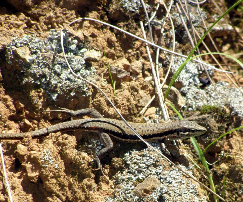 Phoenicolacerta troodica