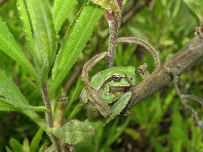 Hyla savignyi