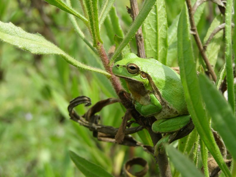 Hyla savignyi