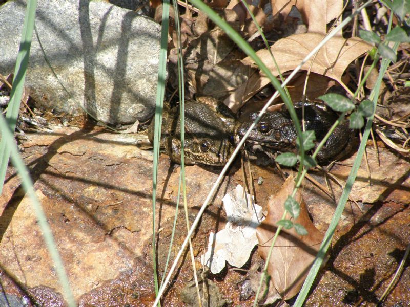 Pelophylax cypriensis