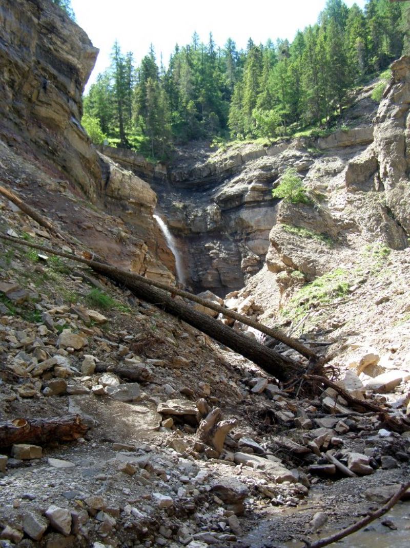 Rana temporaria particolare