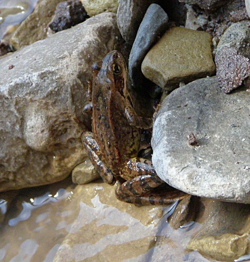 Rana temporaria particolare