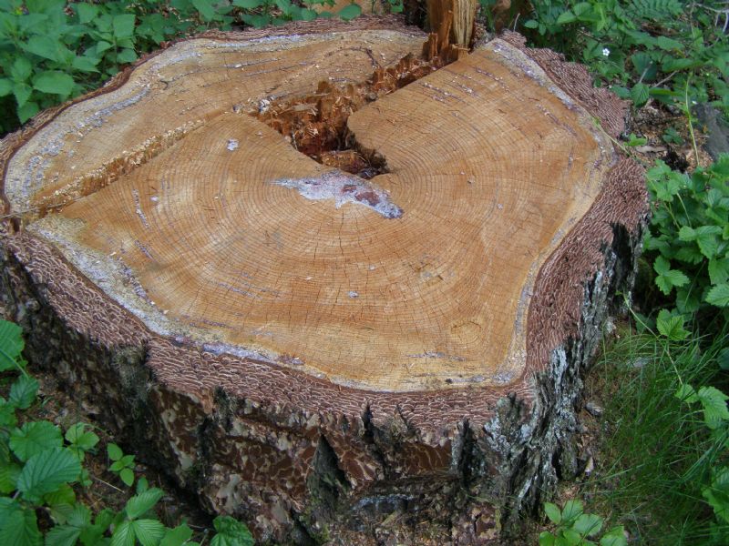 Persistenza ceppo nel terreno