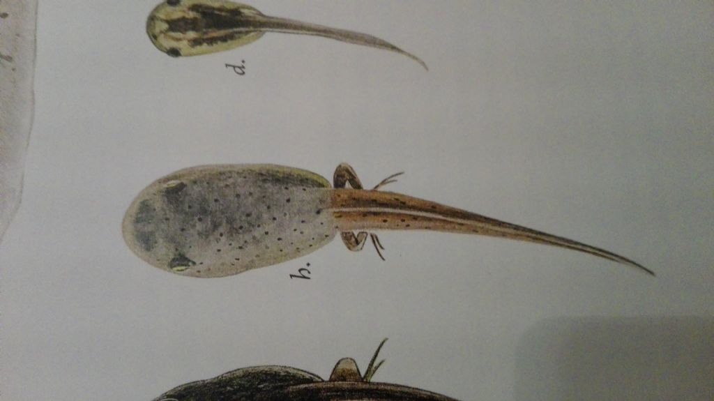 Larve in un fontanile - Lissotriton vulgaris, Pelophylax sp.