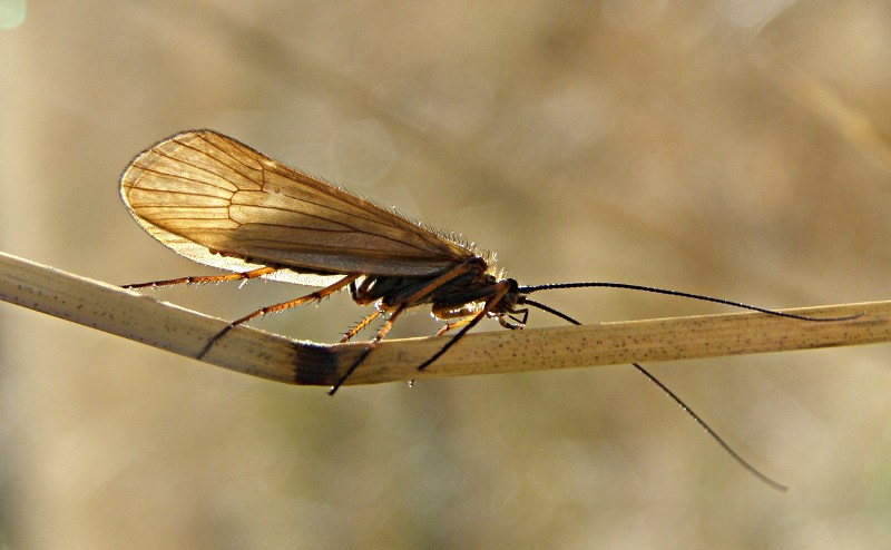 Tricottero limnephilidae