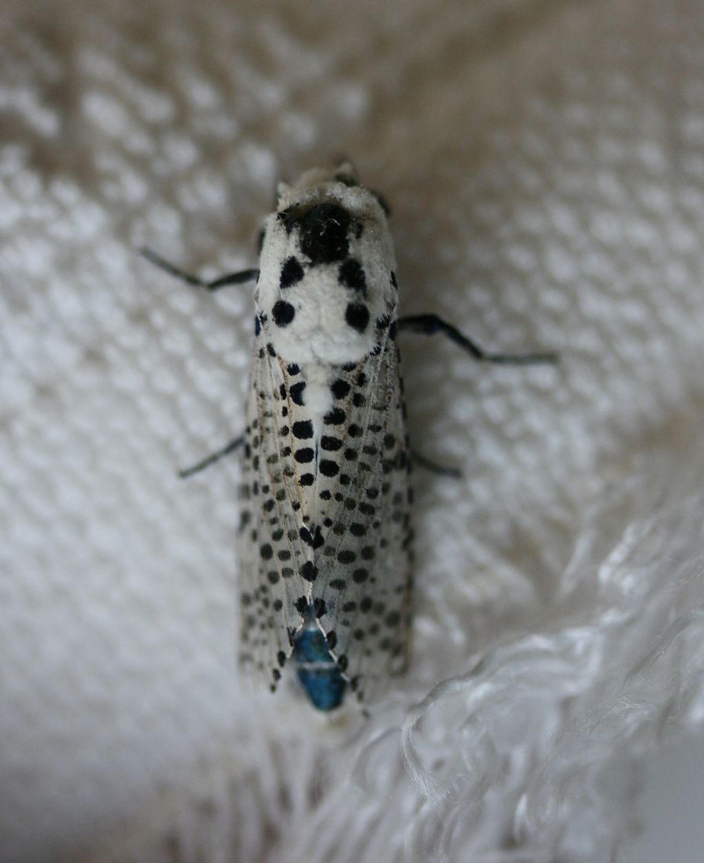 Falena leopardata: Zeuzera pyrina