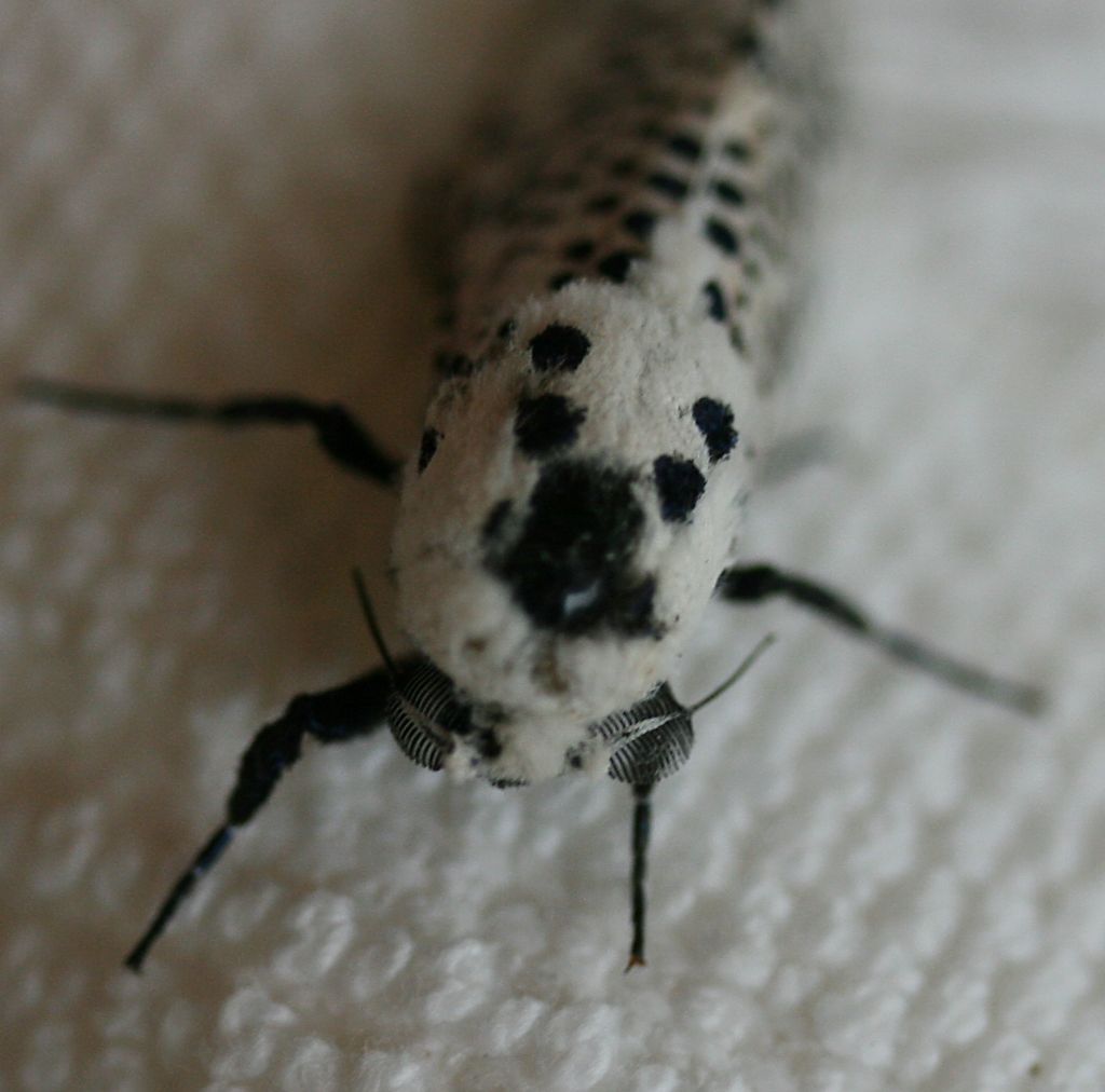 Falena leopardata: Zeuzera pyrina