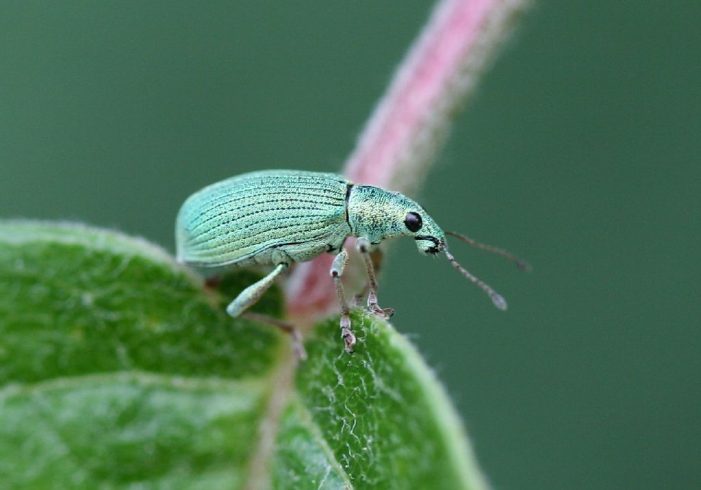 Curculionidae: Phyllobius da id.