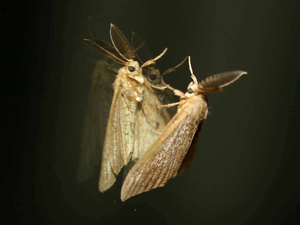 Farfallina allo specchio: Lymantria dispar - Erebidae