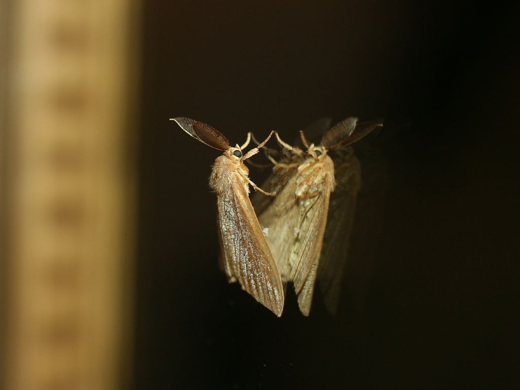 Farfallina allo specchio: Lymantria dispar - Erebidae