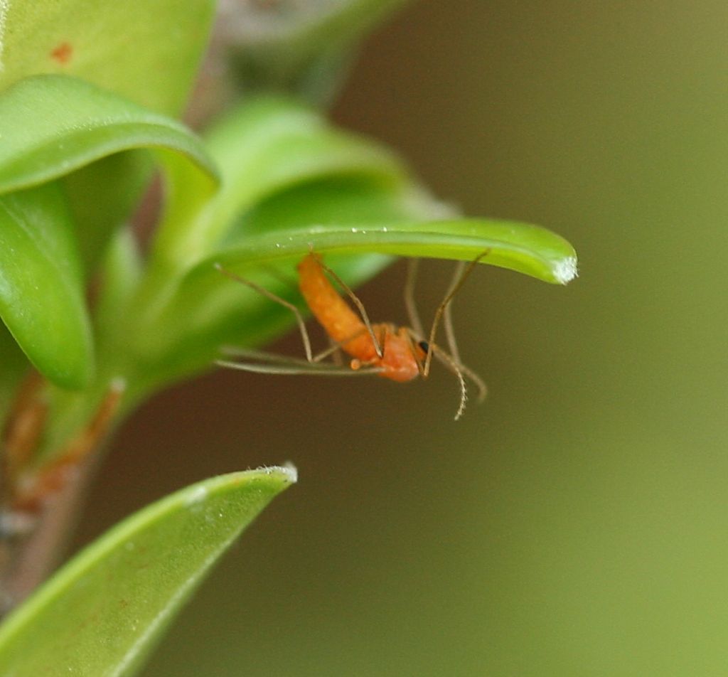 Moscerino su bosso: fam. Cecidomyiidae (cf.)