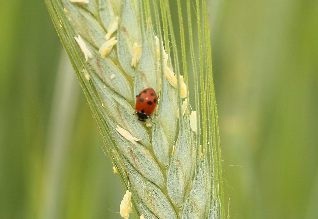 Coccinellidae su grano: Hippodamia variegata