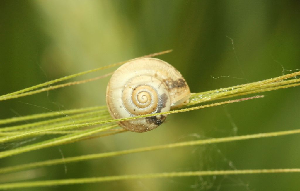 Chiocciolina su triticale