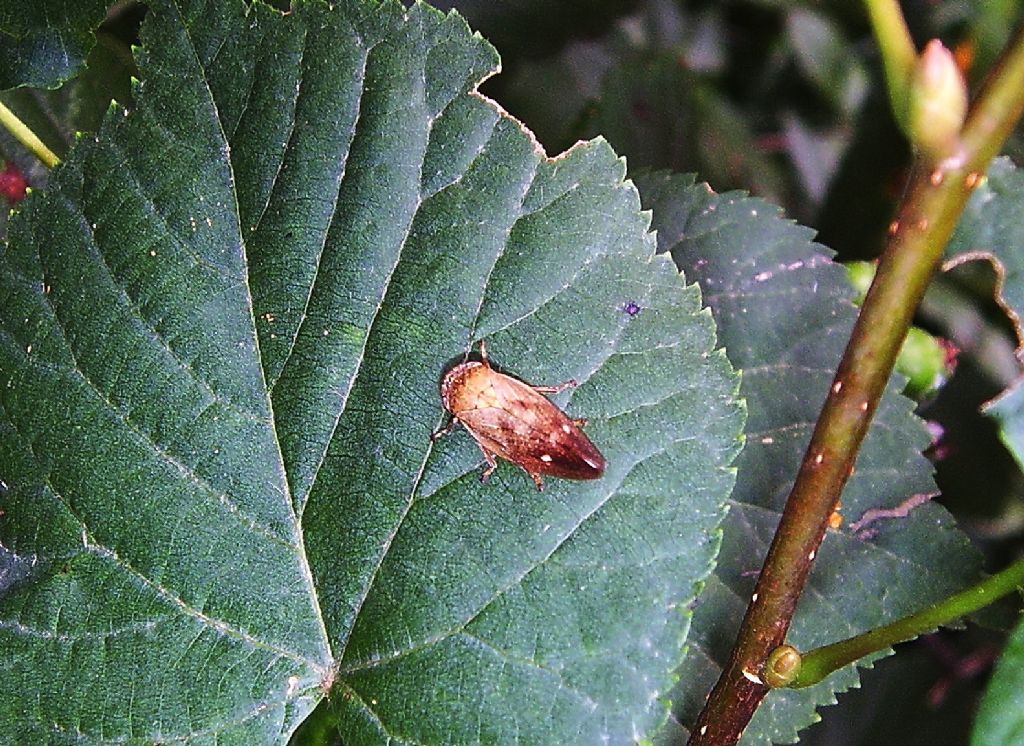 Aphrophoridae?