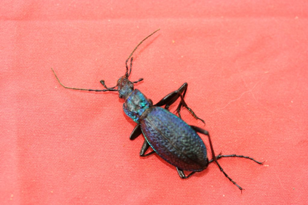 Carabide di casa mia: Carabus intricatus