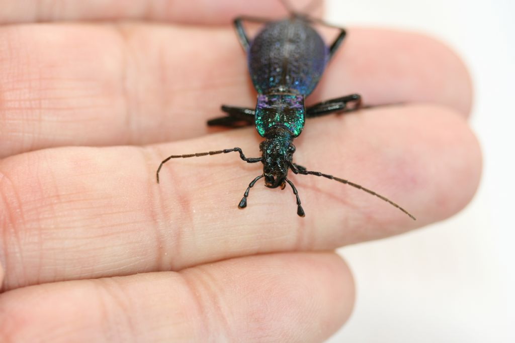 Carabide di casa mia: Carabus intricatus