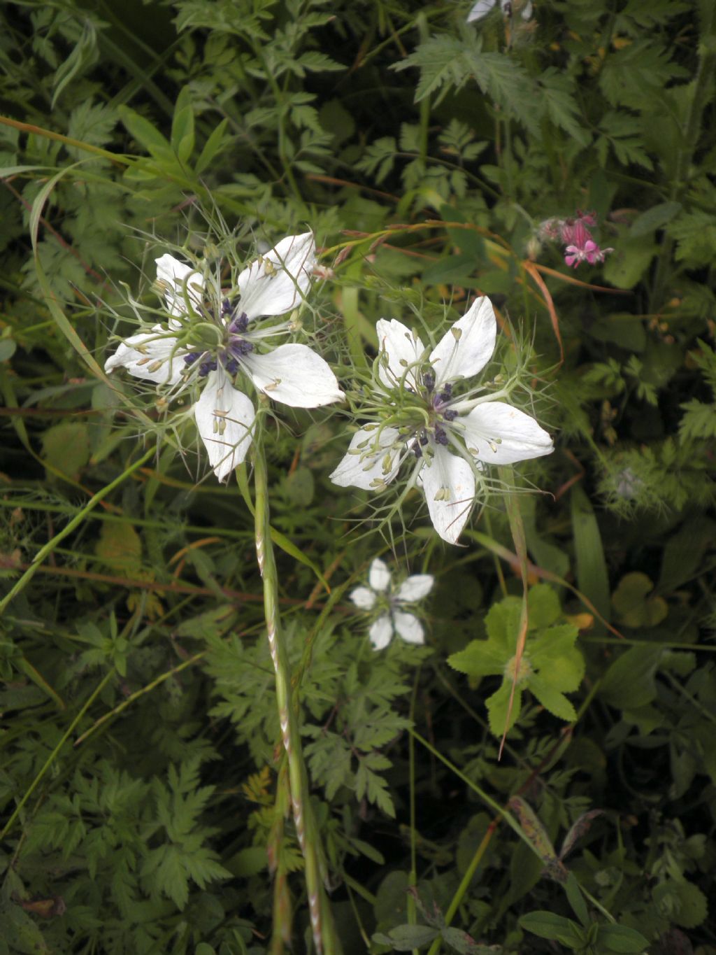 prato macchia Livorno - Nigella damascena.