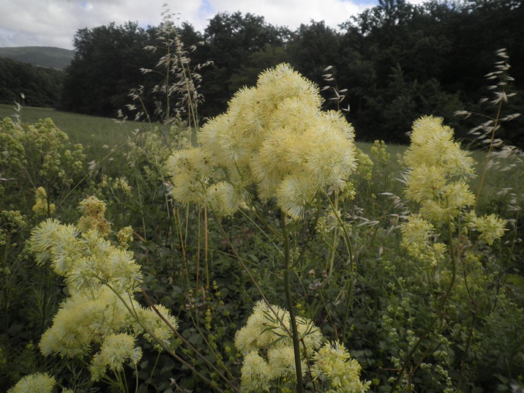 Thalictrum flavum / Pigamo giallo